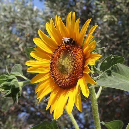 Sunflower Split Bagian luar foto