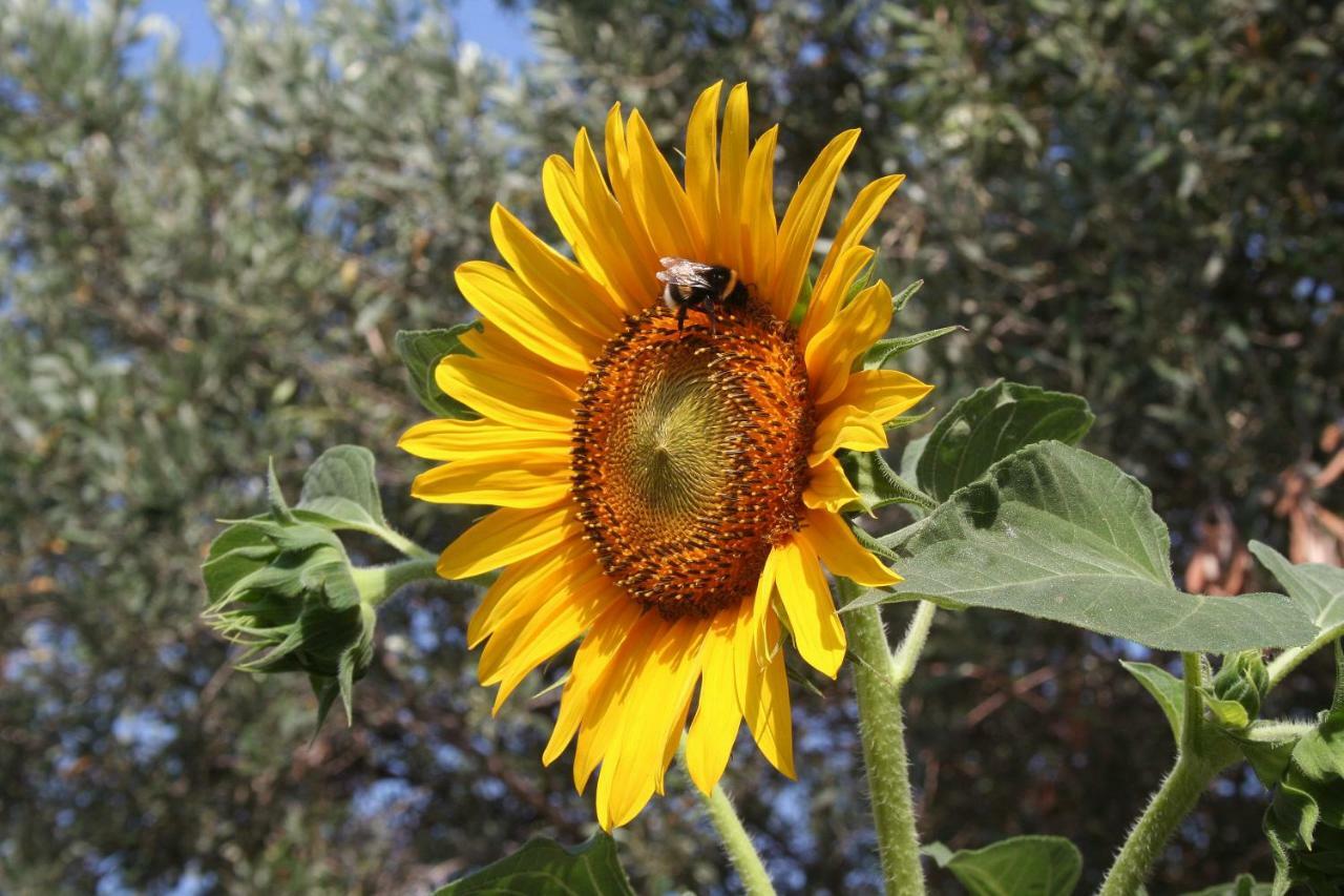 Sunflower Split Bagian luar foto