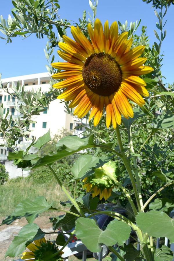 Sunflower Split Bagian luar foto